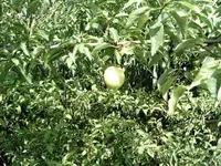 IMAG0008.webp