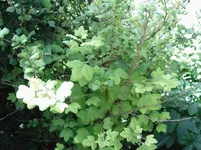 IMAG0006.webp