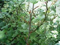 IMAG0007.webp