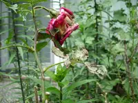 DSCI0005.webp