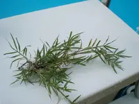 CIMG0898.webp