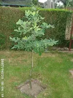 BONSAI EICHE1000Pixel.webp
