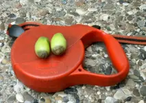 bild tomate.webp