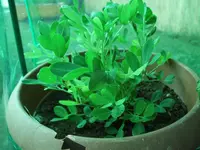 erdnuss3.webp