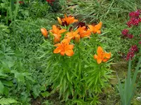3.0 Lilien.webp