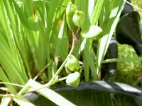 40 Samenkapseln der blauen Sumpf-Schwertlilie.webp