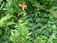 3.3 Lilien 24.06.2007.webp