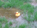 garten1.gif
