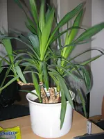 zimmerplfjlneaze.webp