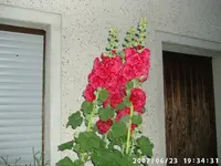 Stockrose bei Martina klein.webp