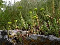 JCS Sedum reflexum 19921.webp