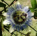 caerulea.webp