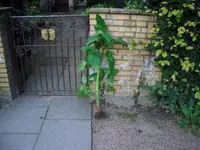 CIMG5181.webp
