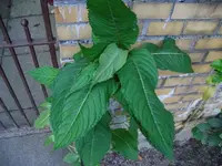 CIMG5182.webp