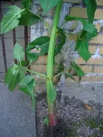 CIMG5183.webp