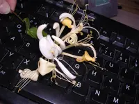 DSCN4687.webp