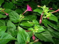 DSCN1093_neu.webp