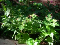 DSCN1095_neu.webp