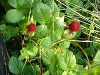 627500357133_0_ALB.webp