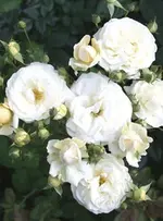 3570_2.webp