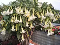Datura 1.webp