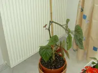 23 Begonien 26.06.2007.webp