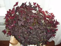 klee 001.webp