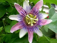 PICT2424.webp