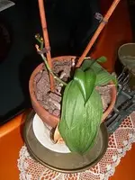 orchidee.webp