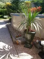 palme2.webp