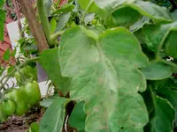 Tomate.webp