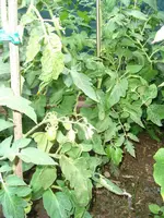 Tomate1.webp