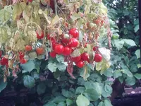 Tomaten.webp