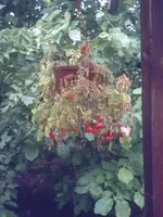 Tomaten (1).webp