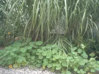 Kopie von Kappu.webp