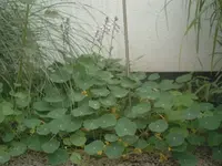 Kopie von Kappu (2).webp