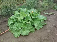 DSC00006.1.webp