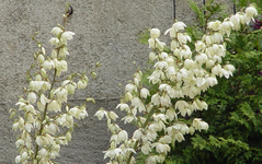 weisse glocke.webp