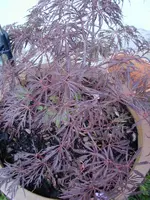 P1010047.webp