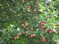 mirabelle.webp