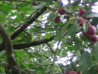 mirabelle2.webp