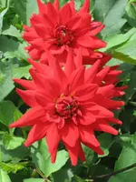 Dahlie.webp
