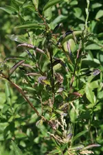 liguster-2.webp