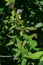 liguster-4.webp