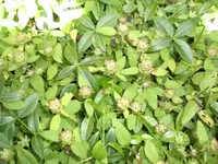 CIMG0163.jpg1.webp