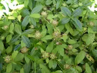 CIMG0164.jpg2.webp