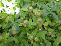 CIMG0166.jpg3.webp