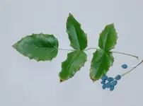 BlaueBeeren.webp BlaueBeeren.webp