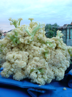 blumenkohl.webp