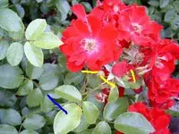 Rose_AZ_1.webp